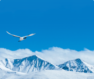 青海鳥類圖鑒網站設計